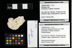 Foto (Objekt + Etiketten) von Eodromites dobrogea (Feldmann et al., 2006) 
